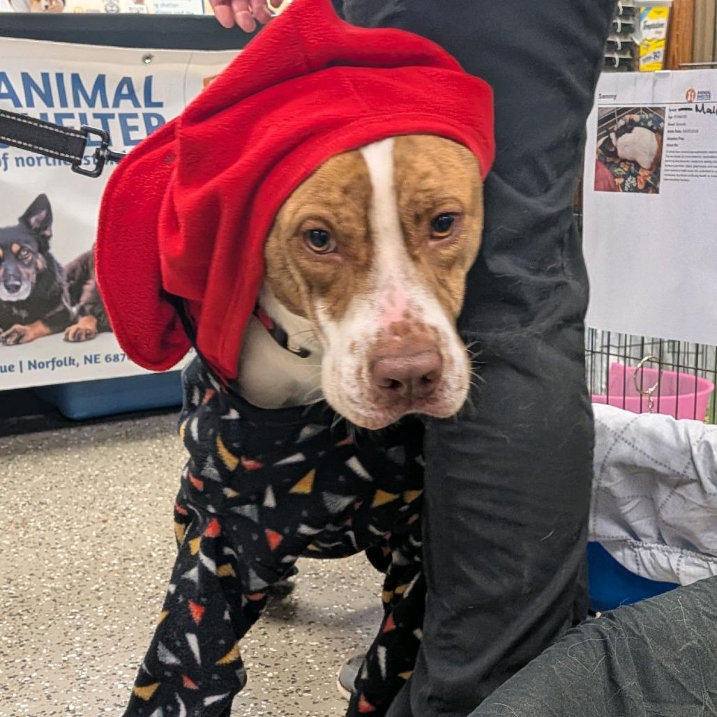 Dutch, a Adoptable mixed breed in Norfolk, NE image 2/6