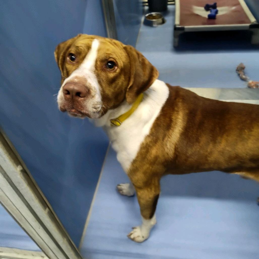 Dutch, a Adoptable mixed breed in Norfolk, NE image 3/6