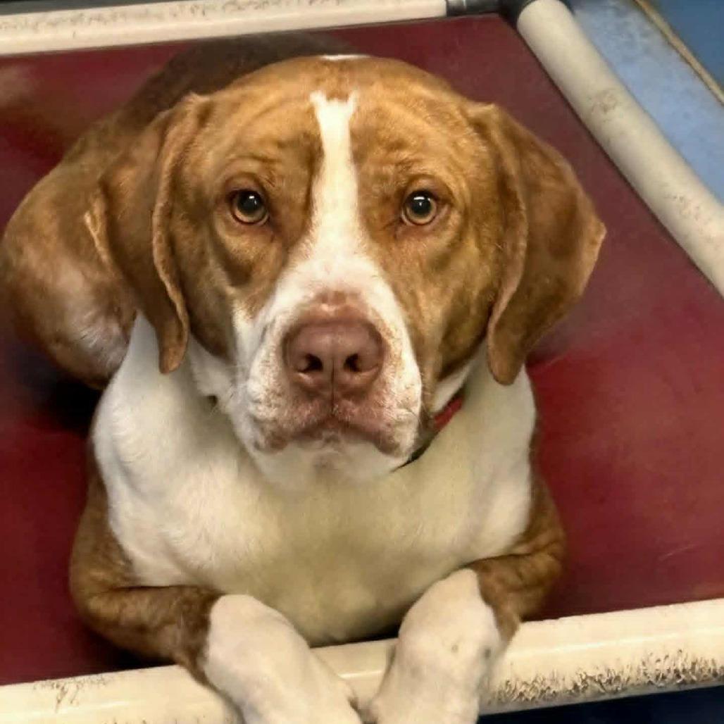 Dutch, a Adoptable mixed breed in Norfolk, NE image 5/6