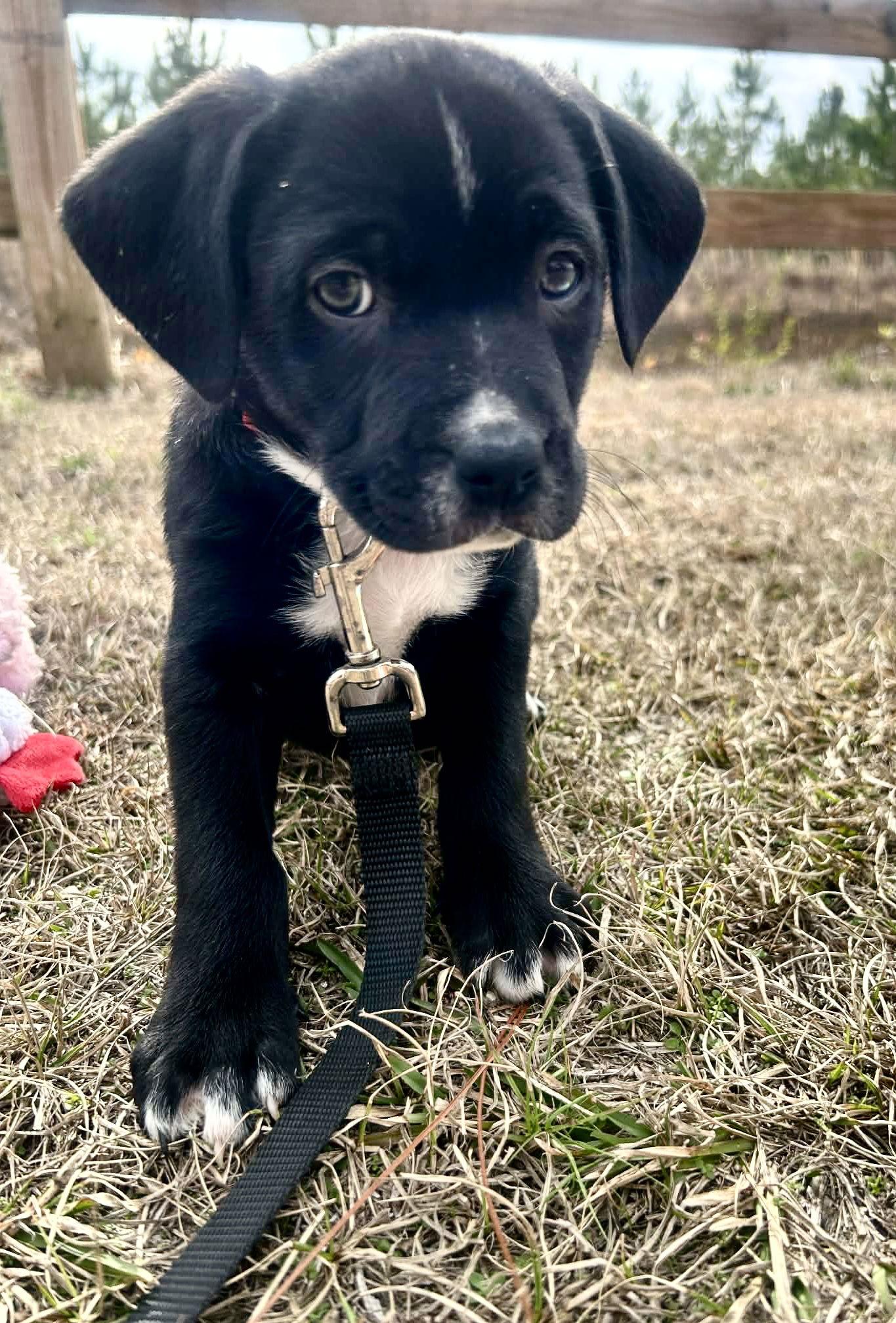 Enlarge Flirty, a Adoptable Mixed Breed in Tarrytown, GA image 1/3