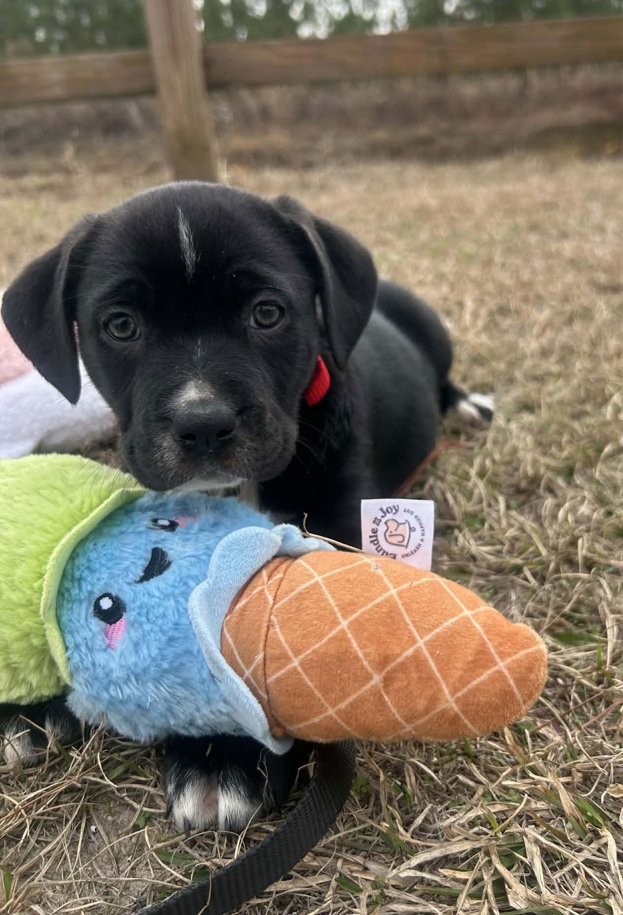 Enlarge Flirty, a Adoptable Mixed Breed in Tarrytown, GA image 2/3