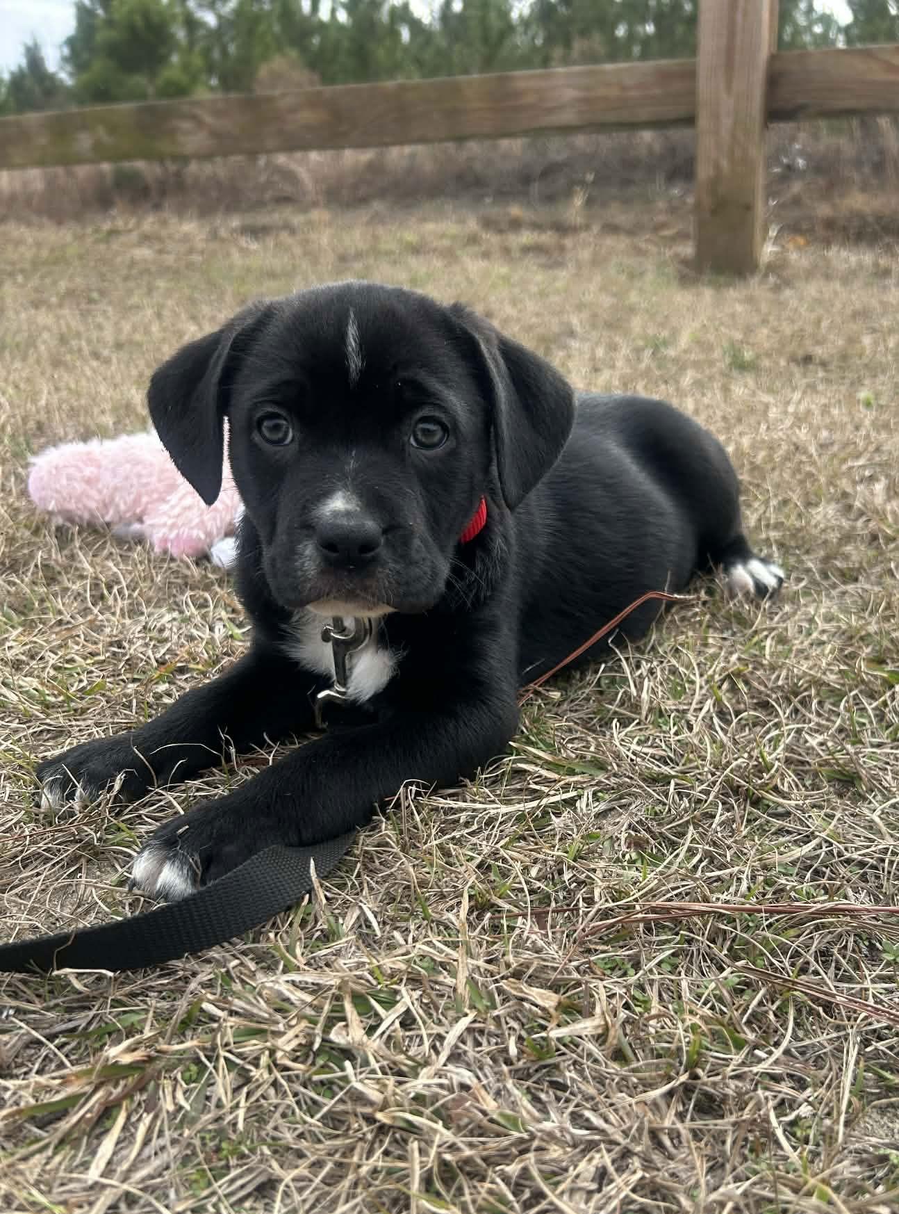 Enlarge Flirty, a Adoptable Mixed Breed in Tarrytown, GA image 3/3
