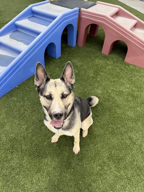 Sasha, a ADOPTABLE Mixed Breed in Truckee, CA image 3/4