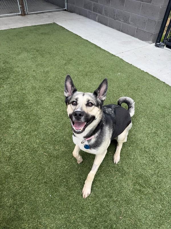 Sasha, ADOPTABLE, Adult Female Mixed Breed.