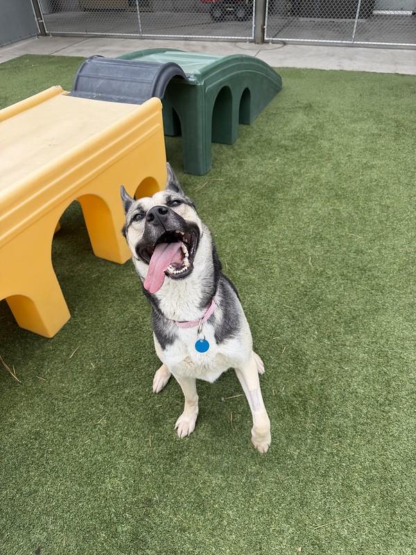 Sasha, a ADOPTABLE Mixed Breed in Truckee, CA image 2/4