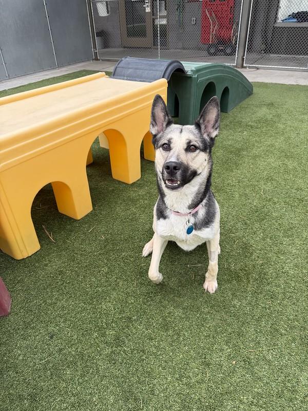 Sasha, a ADOPTABLE Mixed Breed in Truckee, CA image 4/4