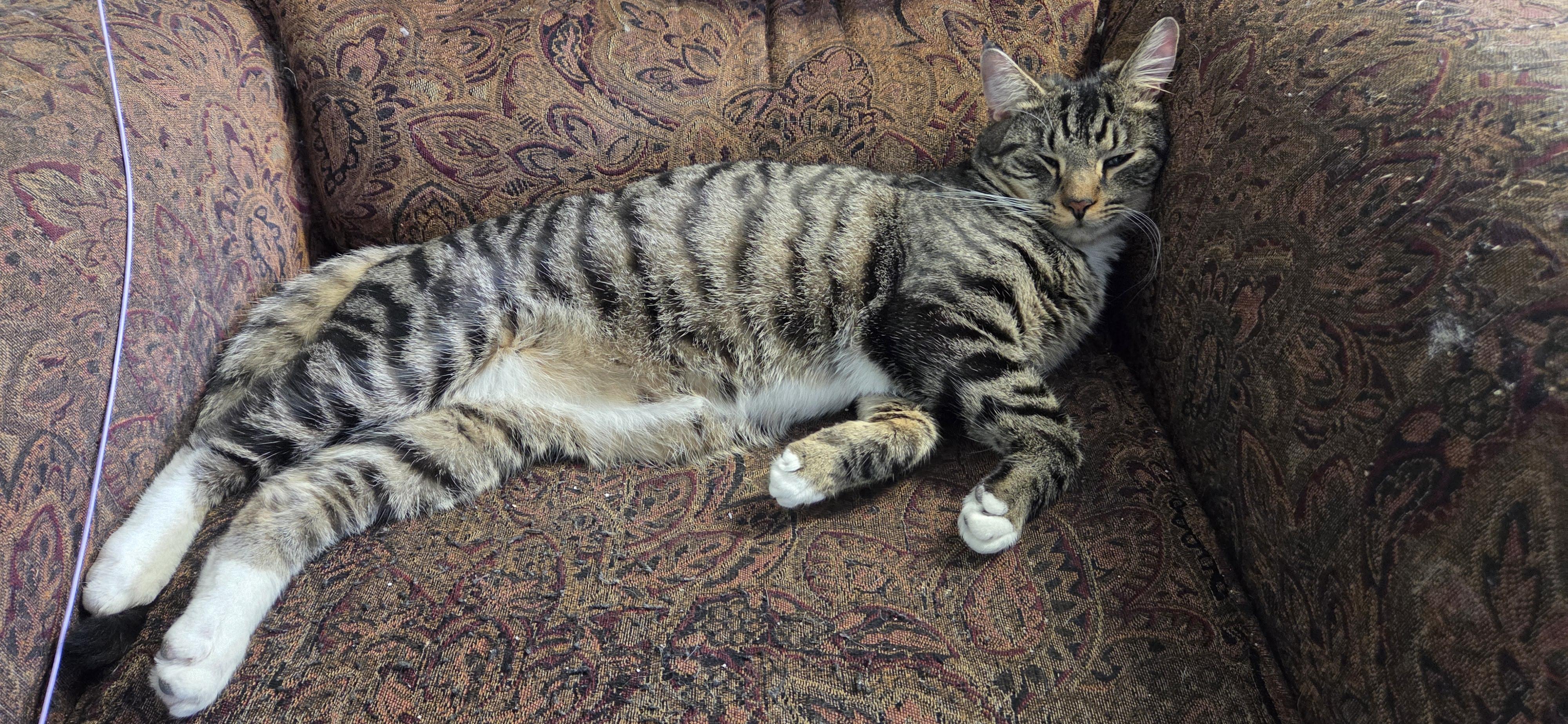 Enlarge CRASH, a ADOPTABLE Domestic Short Hair in Louisville, OH image 4/6