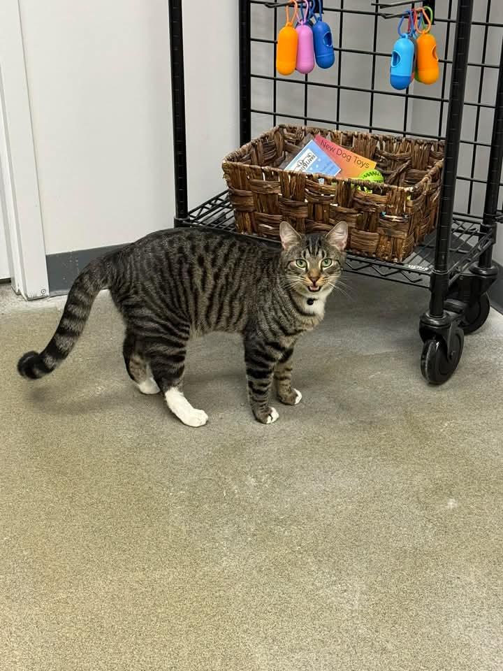 Enlarge CRASH, a ADOPTABLE Domestic Short Hair in Hartville, OH image 5/6