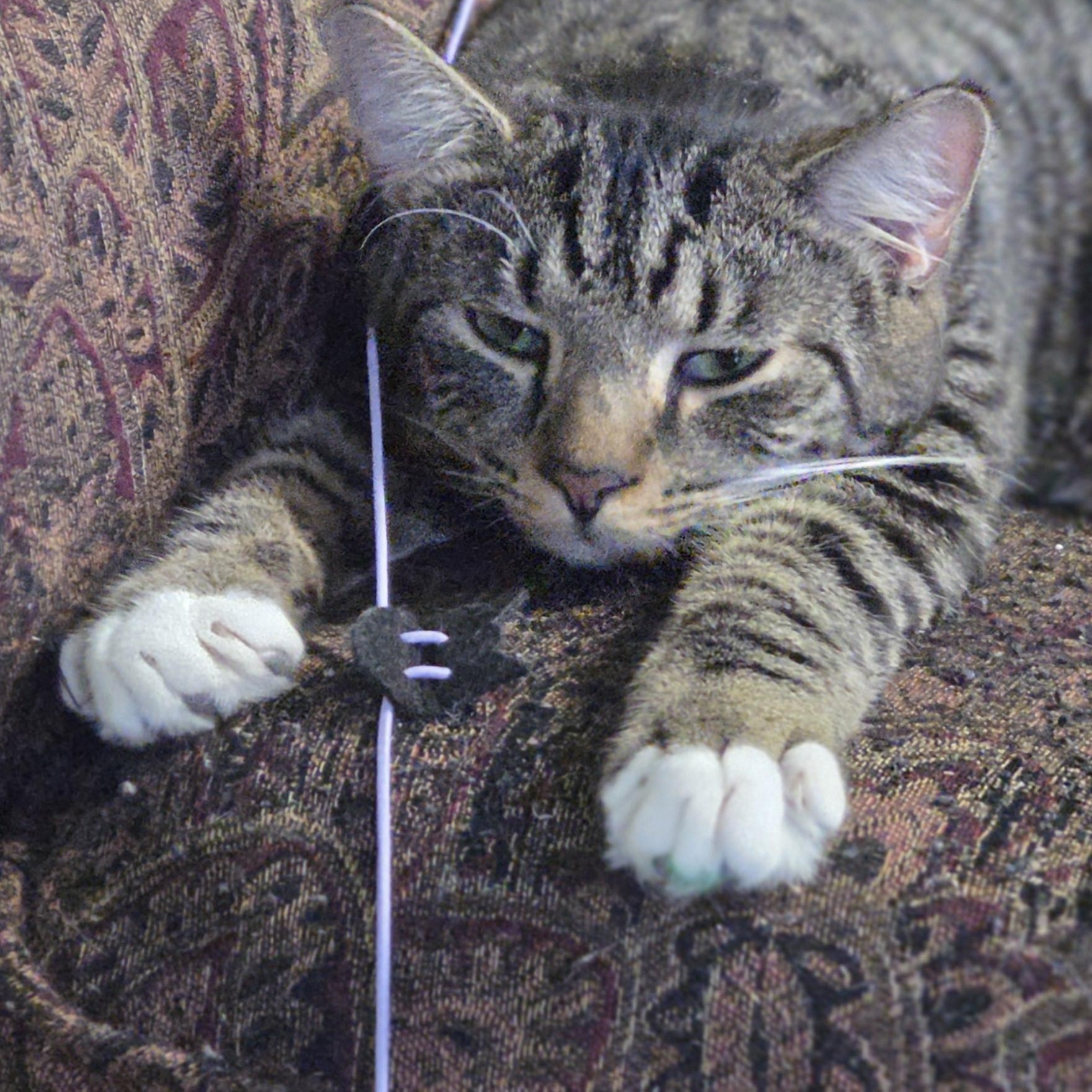 Enlarge CRASH, a ADOPTABLE Domestic Short Hair in Louisville, OH image 1/6