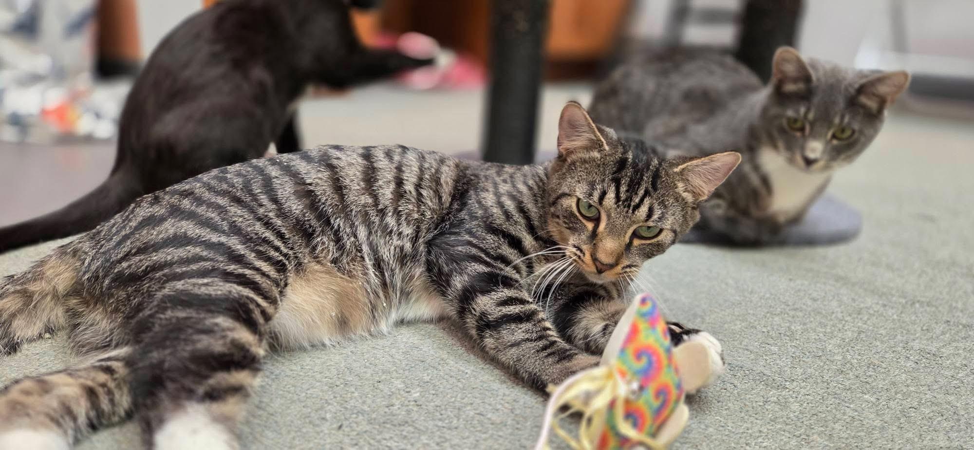 Enlarge CRASH, a ADOPTABLE Domestic Short Hair in Hartville, OH image 4/6