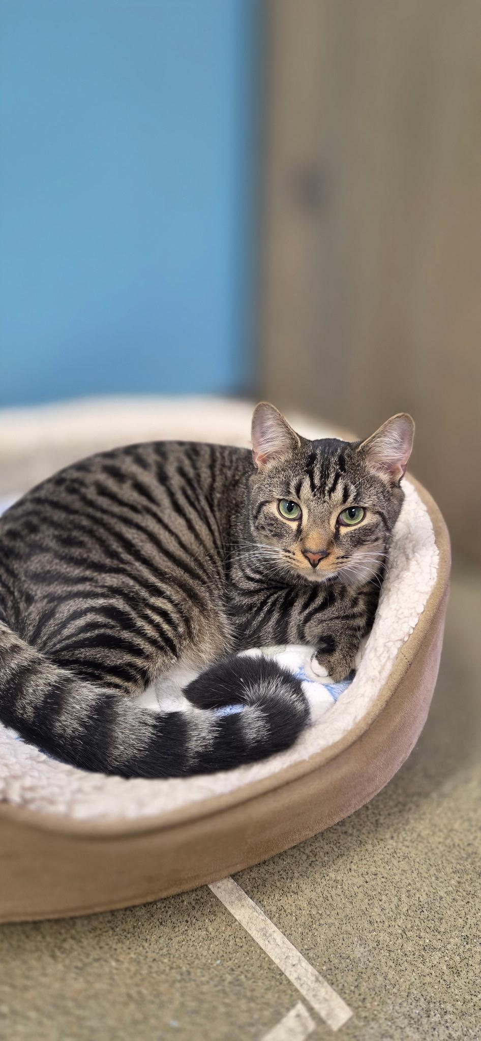 Enlarge CRASH, a ADOPTABLE Domestic Short Hair in Hartville, OH image 2/6