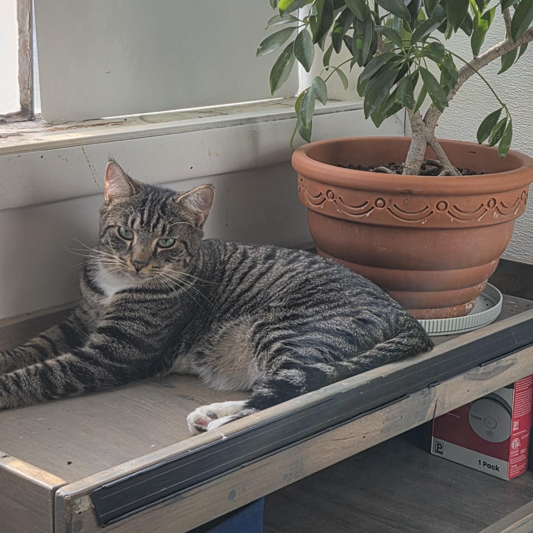 Enlarge CRASH, a ADOPTABLE Domestic Short Hair in Louisville, OH image 5/6