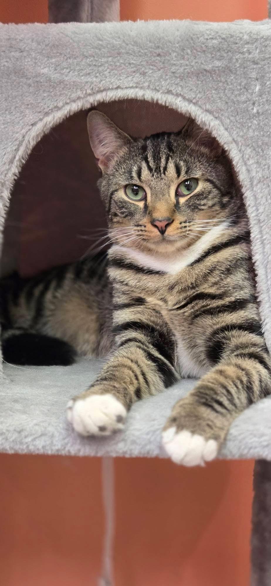 CRASH, ADOPTABLE, Kitten Male Domestic Short Hair.