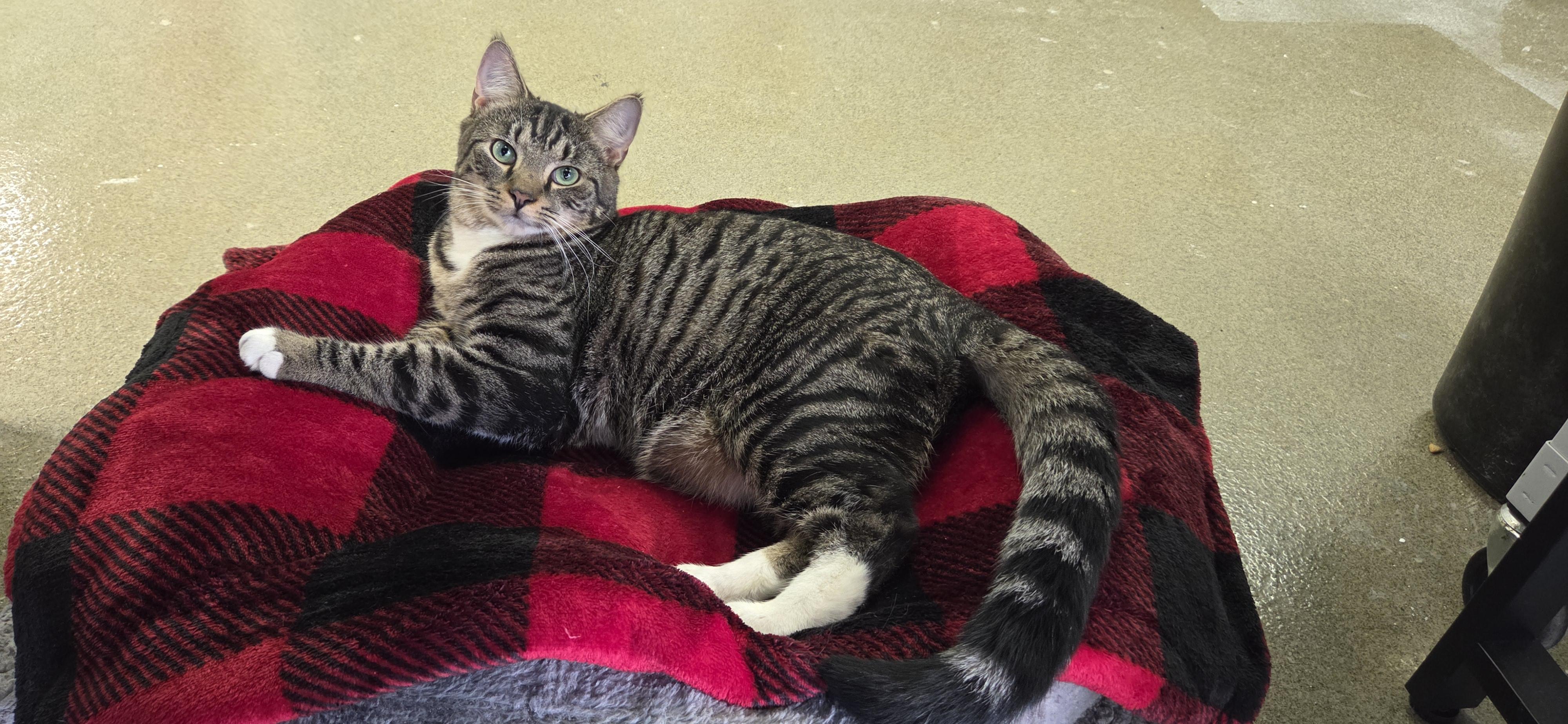 Enlarge CRASH, a ADOPTABLE Domestic Short Hair in Louisville, OH image 6/6