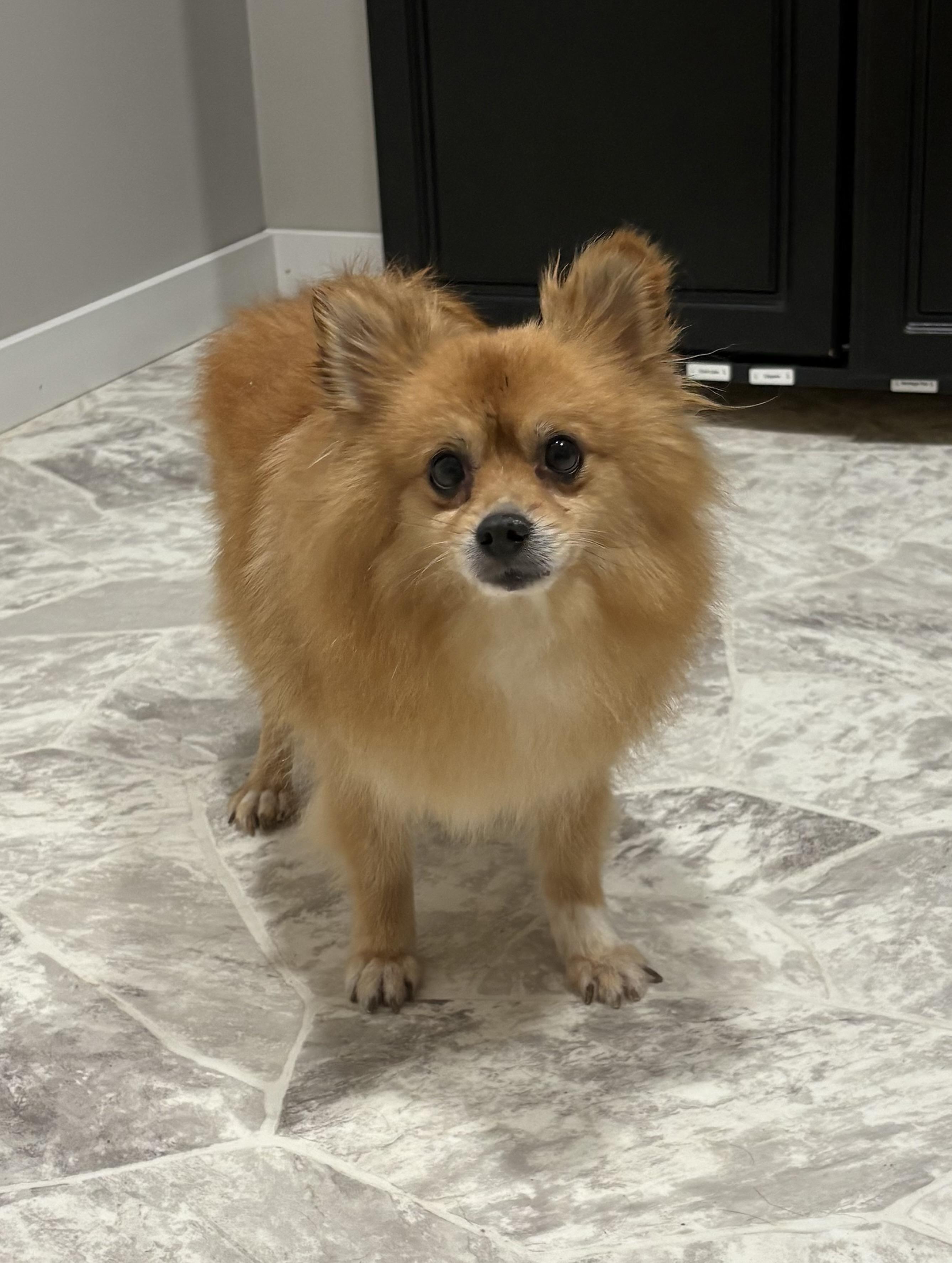 Annie, an adoptable Pomeranian in Grant, NE, 69140 | Photo Image 1