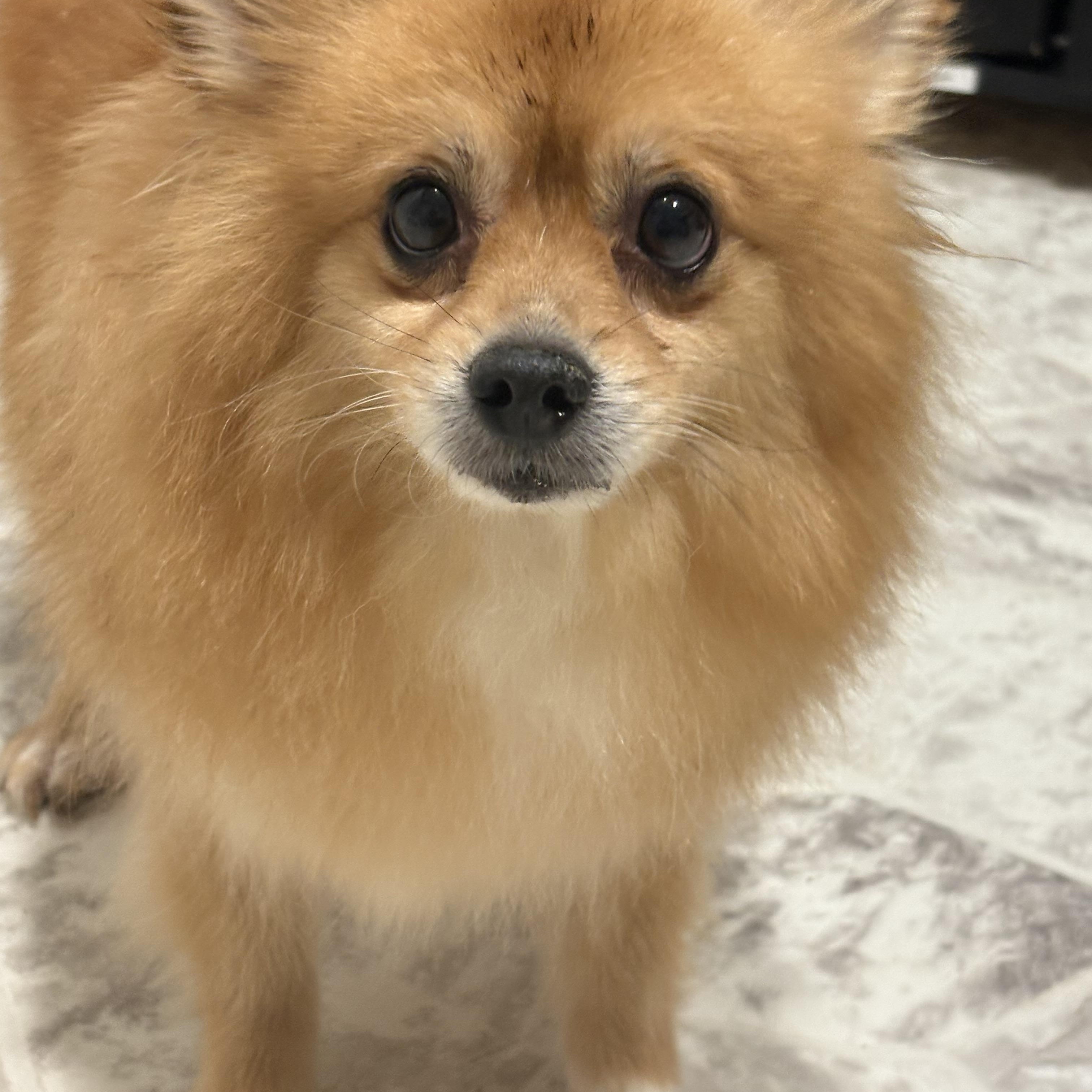 Annie, an adoptable Pomeranian in Grant, NE, 69140 | Photo Image 3
