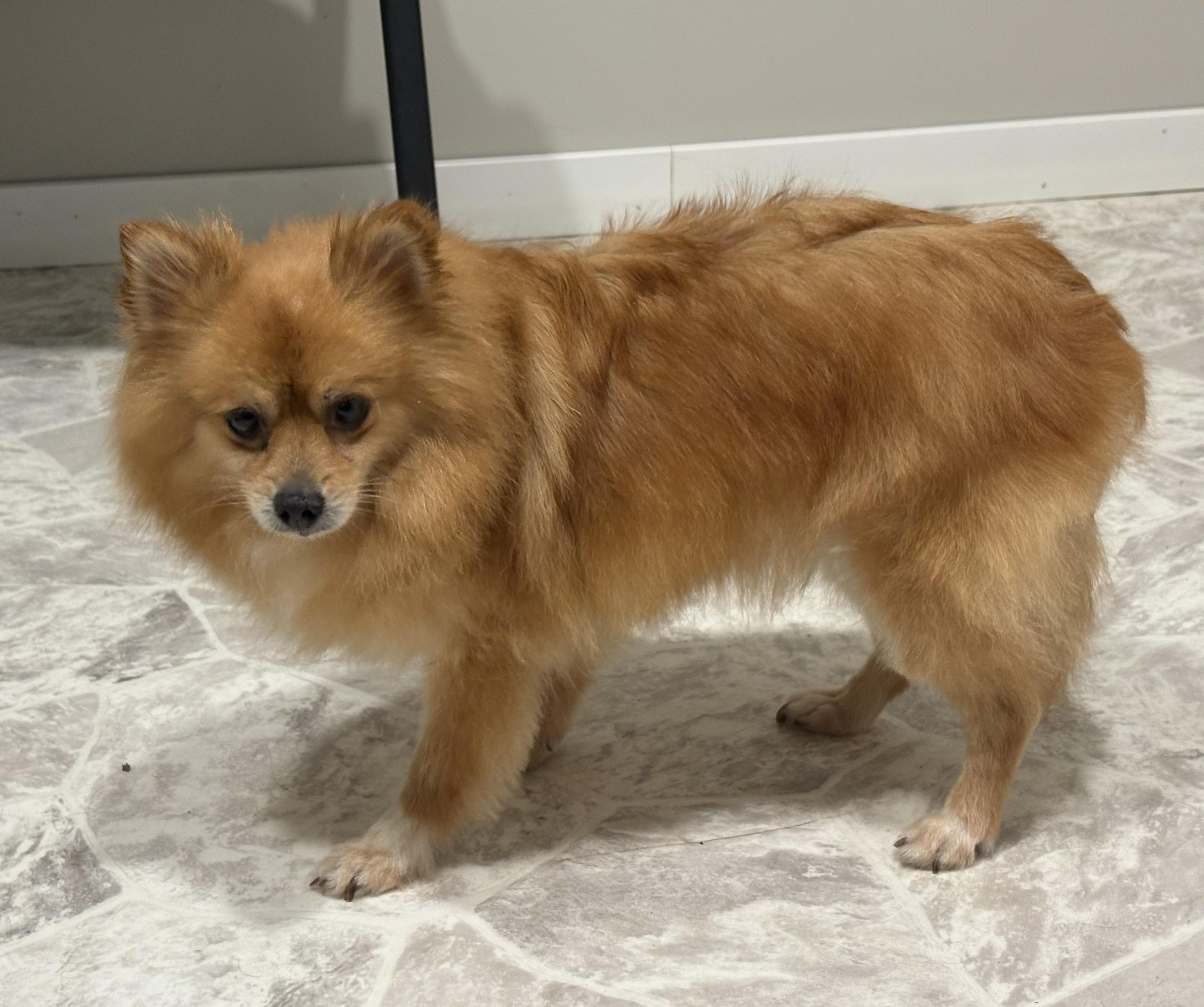 Annie, an adoptable Pomeranian in Grant, NE, 69140 | Photo Image 4