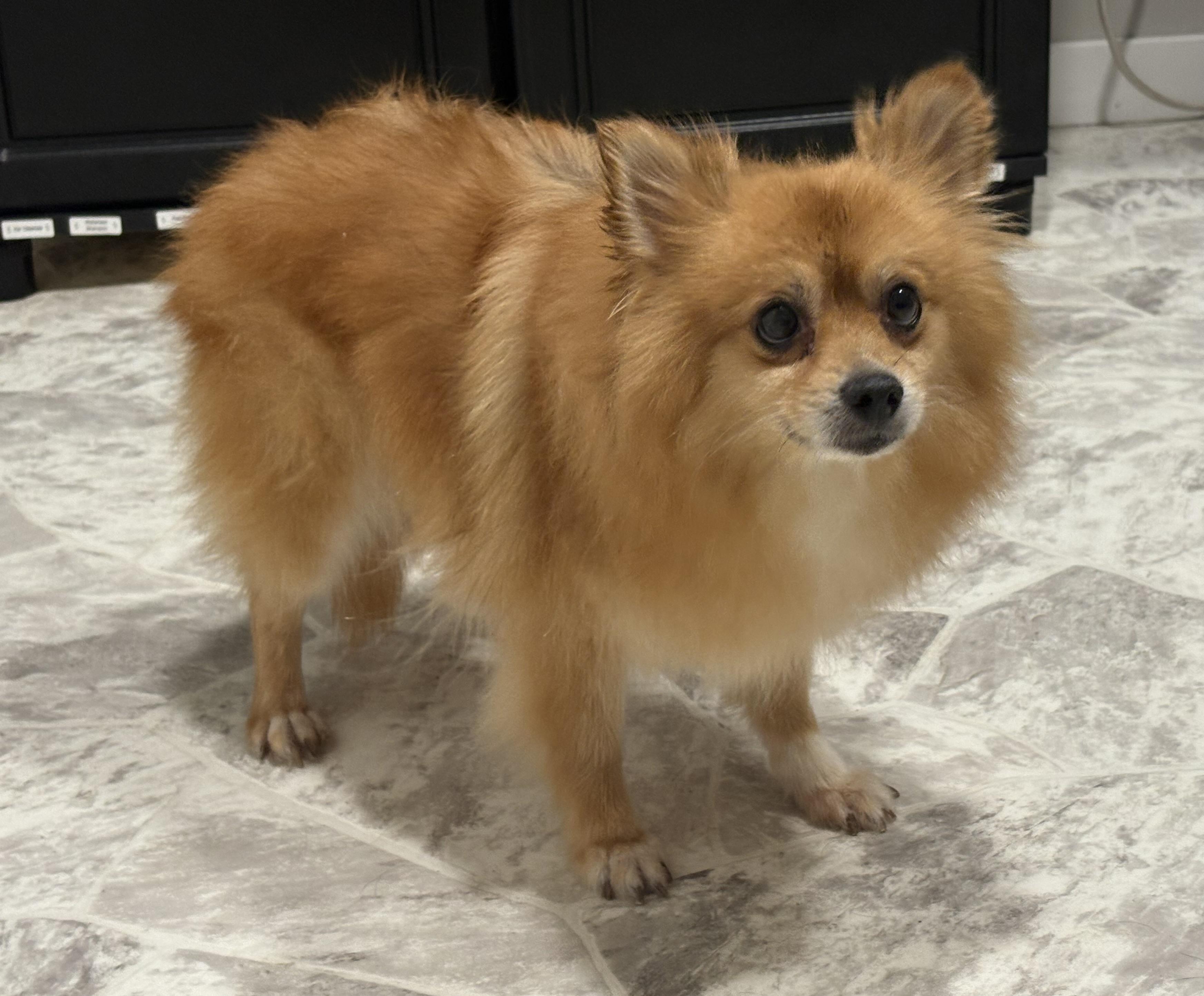Annie, an adoptable Pomeranian in Grant, NE, 69140 | Photo Image 2