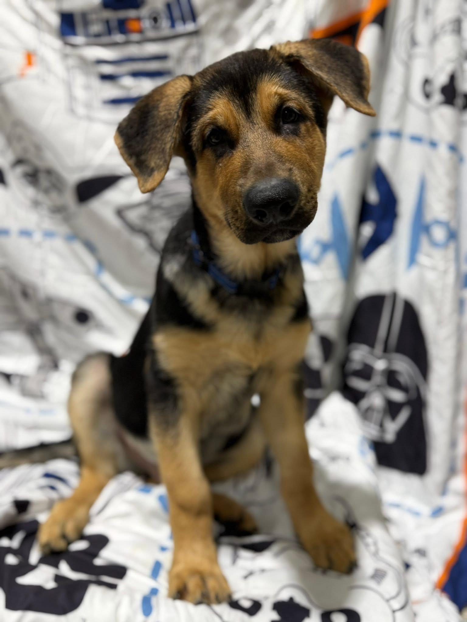 Enlarge Bodie, an adopted German Shepherd Dog in Glendale, AZ image 4/5