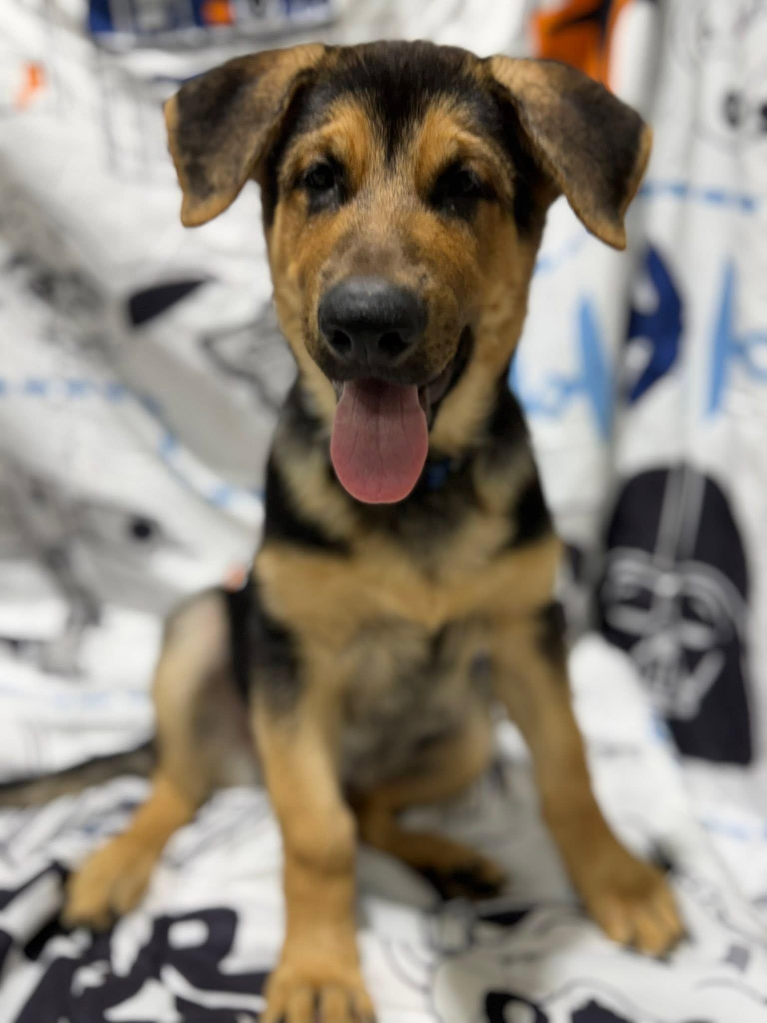 Bodie, adopted, Young Male German Shepherd Dog.