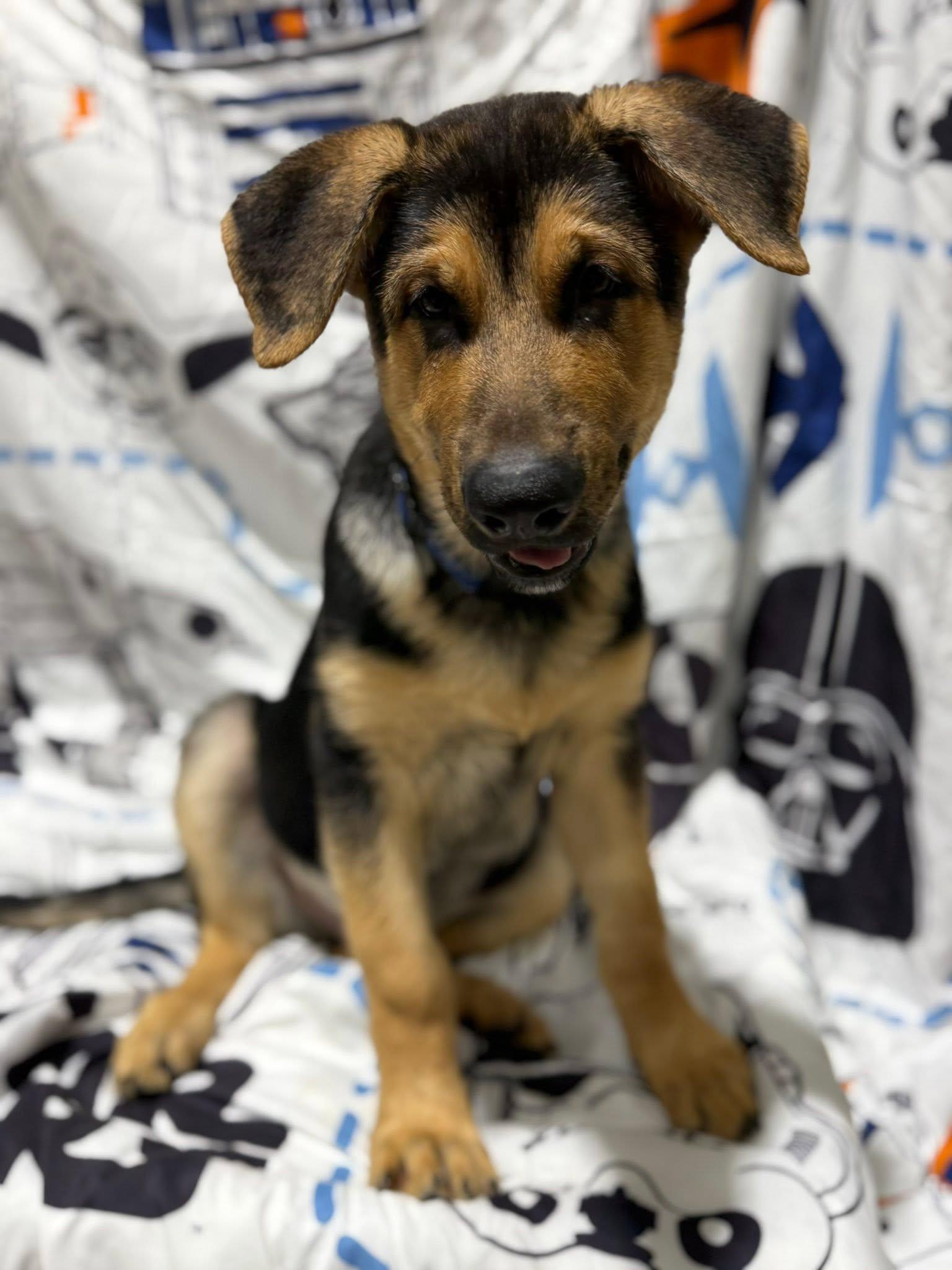 Enlarge Bodie, an adopted German Shepherd Dog in Glendale, AZ image 3/5