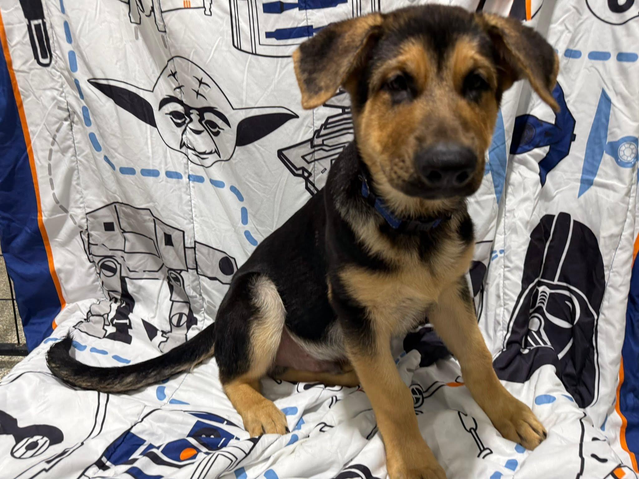 Enlarge Bodie, an adopted German Shepherd Dog in Glendale, AZ image 2/5