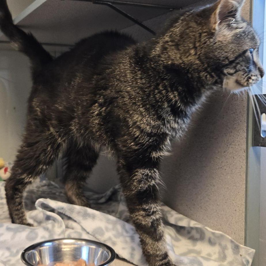 Grant, Adoptable, Adult Male Domestic Short Hair.