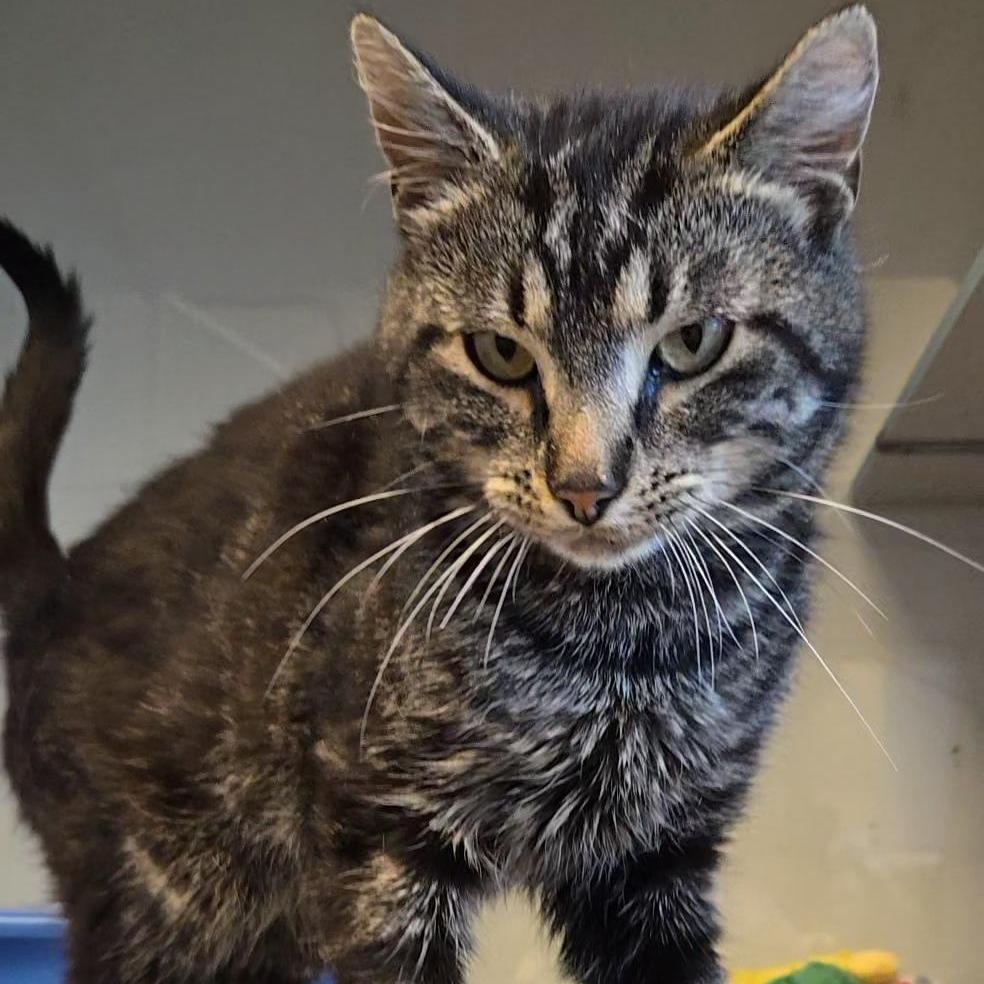 Enlarge Grant, a Adoptable Domestic Short Hair in Cedar Rapids, IA image 2/3