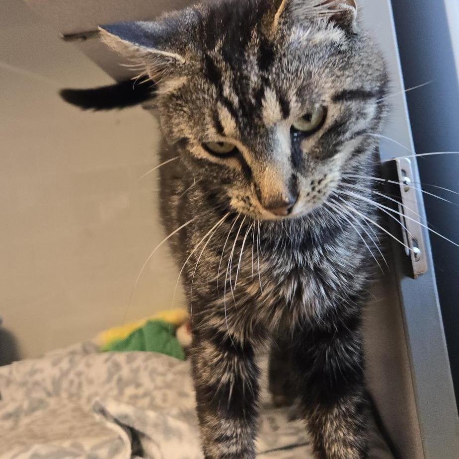 Enlarge Grant, a Adoptable Domestic Short Hair in Cedar Rapids, IA image 3/3