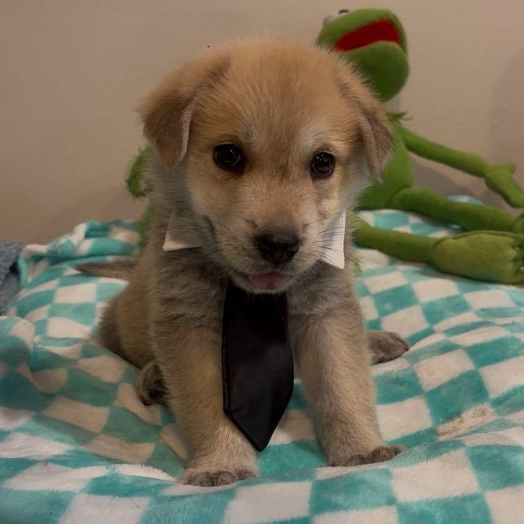 Cauliflower, an adoptable Mixed Breed in Boise, ID, 83704 | Photo Image 3