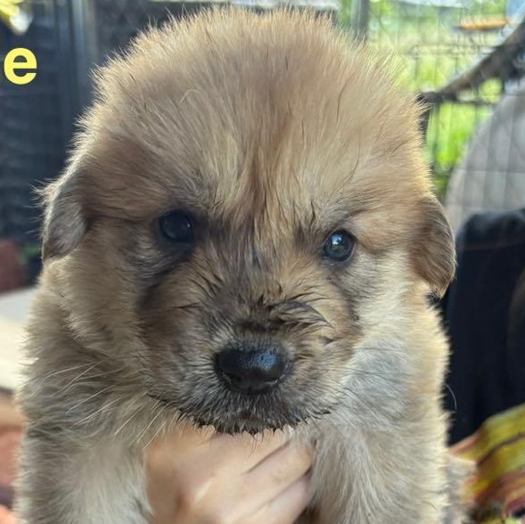 Cauliflower, an adoptable Mixed Breed in Boise, ID, 83704 | Photo Image 2