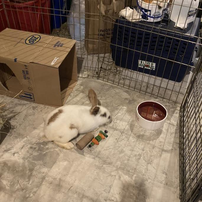 Sir, Adoptable, Young Male Bunny Rabbit & Rex.