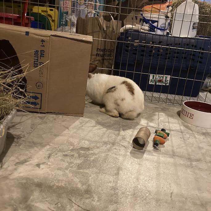 Enlarge Sir, a Adoptable mixed breed in Madison, WI image 2/6