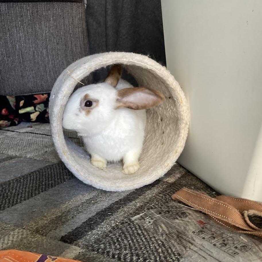 Enlarge Sir, a Adoptable mixed breed in Madison, WI image 3/6