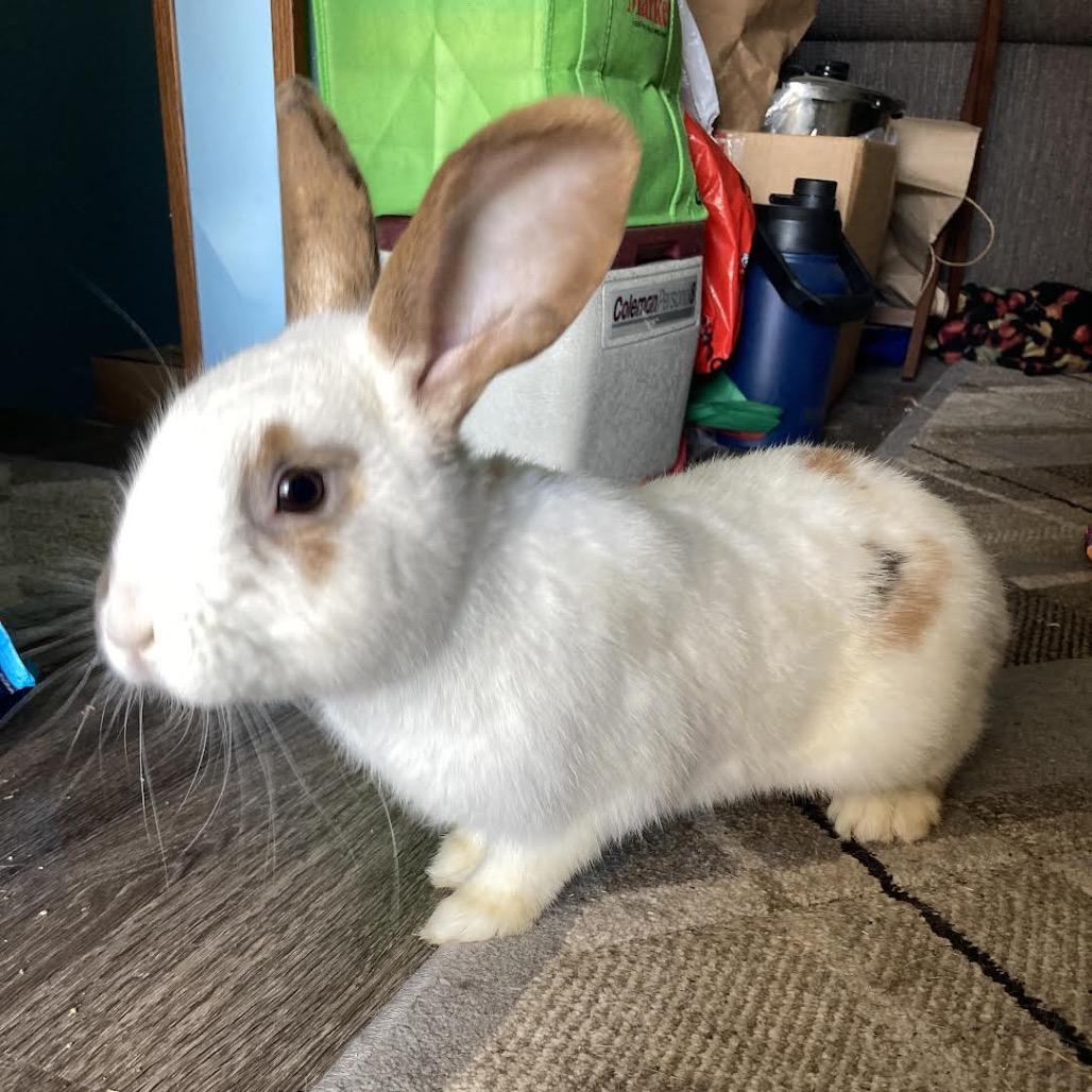 Enlarge Sir, a Adoptable mixed breed in Madison, WI image 4/6