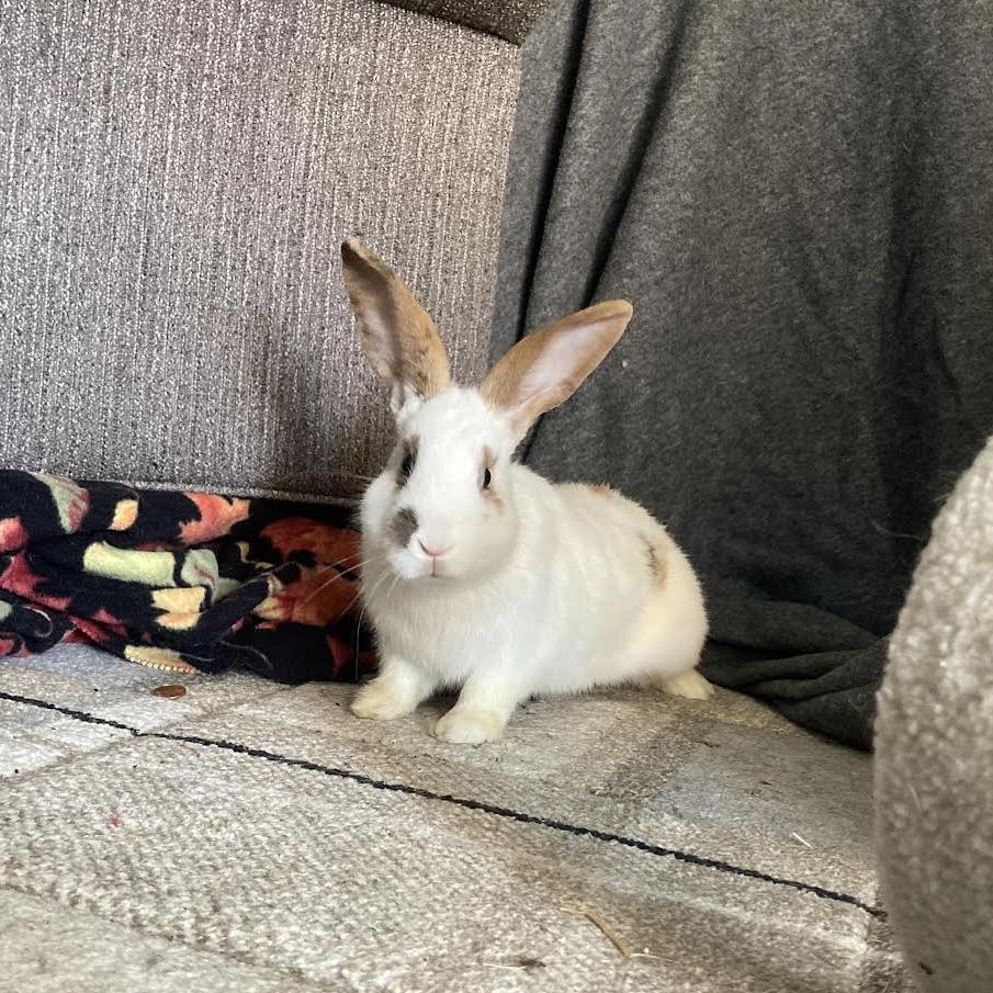 Enlarge Sir, a Adoptable mixed breed in Madison, WI image 5/6