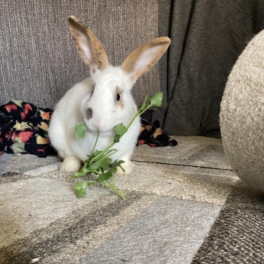 Enlarge Sir, a Adoptable mixed breed in Madison, WI image 6/6