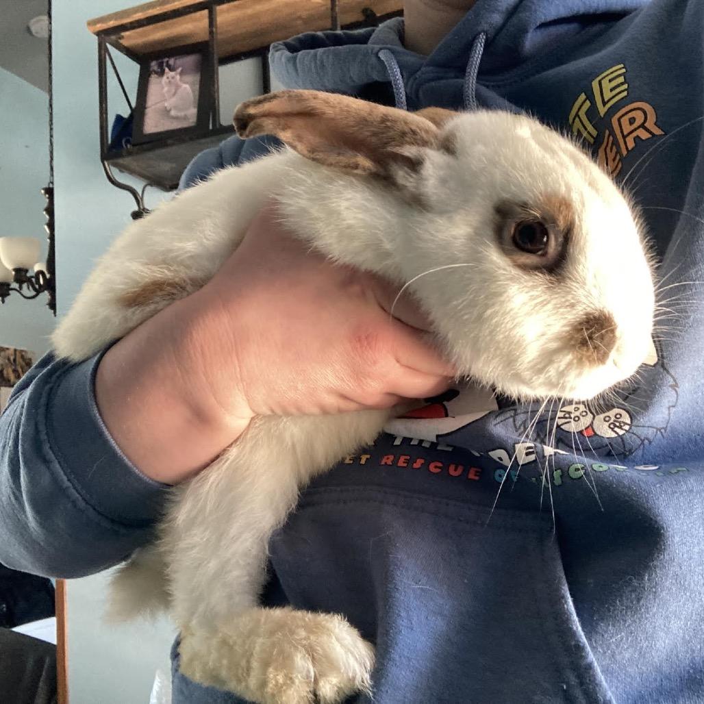 Enlarge Sir, a Adoptable mixed breed in Madison, WI image 6/6