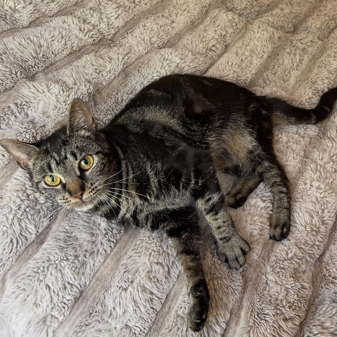 Daffodil, Adoptable, Young Female Domestic Short Hair.