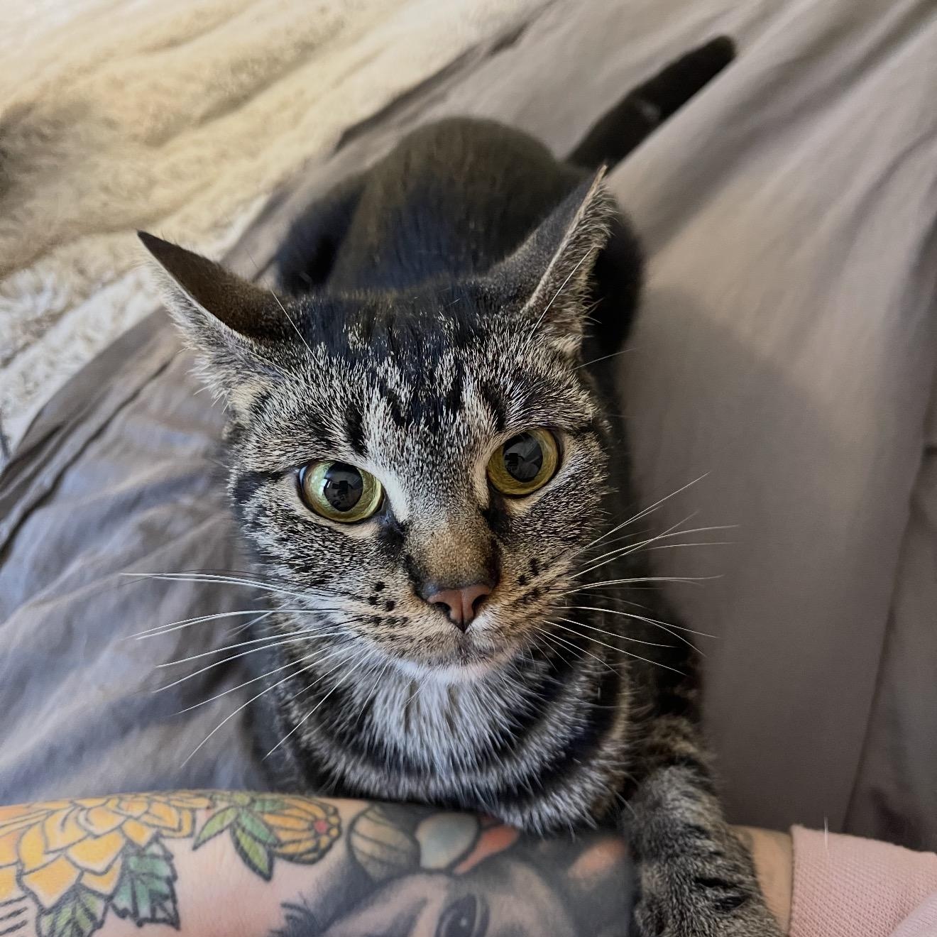 Daffodil, a Adoptable Domestic Short Hair in Scranton, PA image 6/6