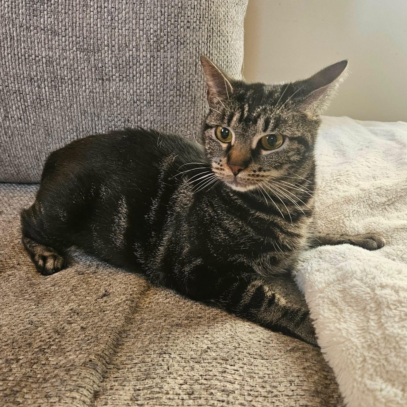 Daffodil, a Adoptable Domestic Short Hair in Scranton, PA image 3/6
