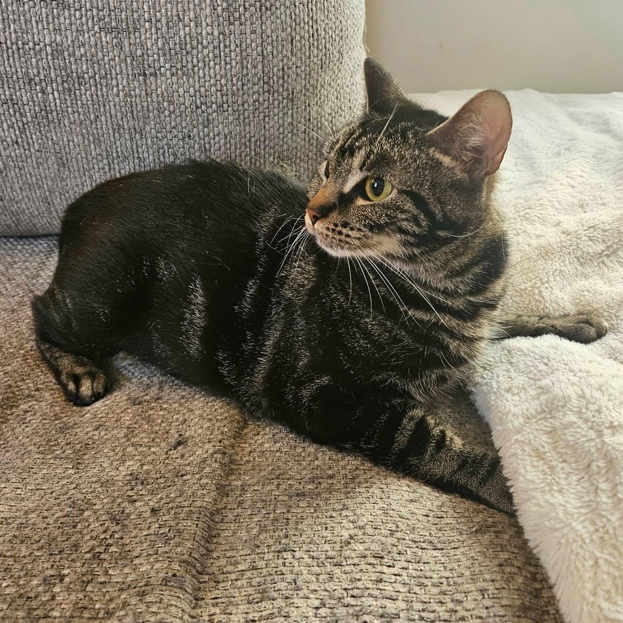 Daffodil, a Adoptable Domestic Short Hair in Scranton, PA image 4/6