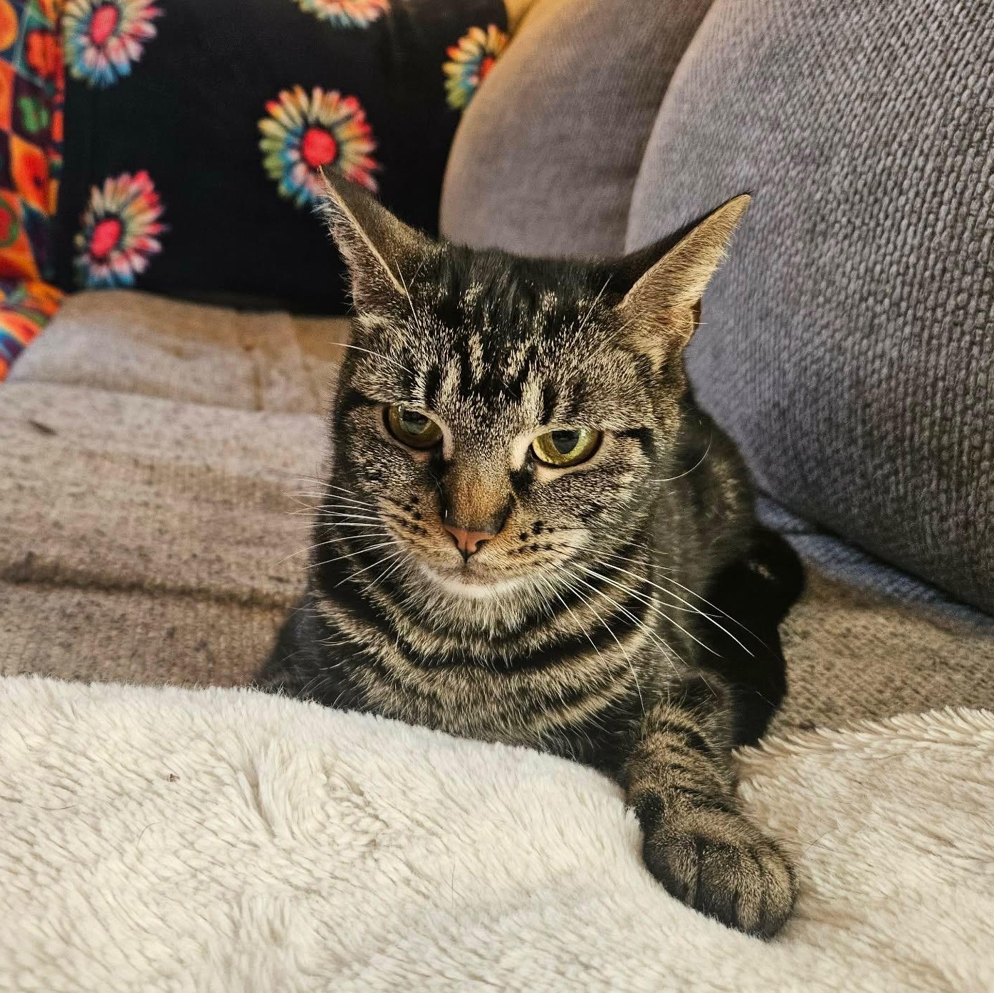 Daffodil, a Adoptable Domestic Short Hair in Scranton, PA image 2/6