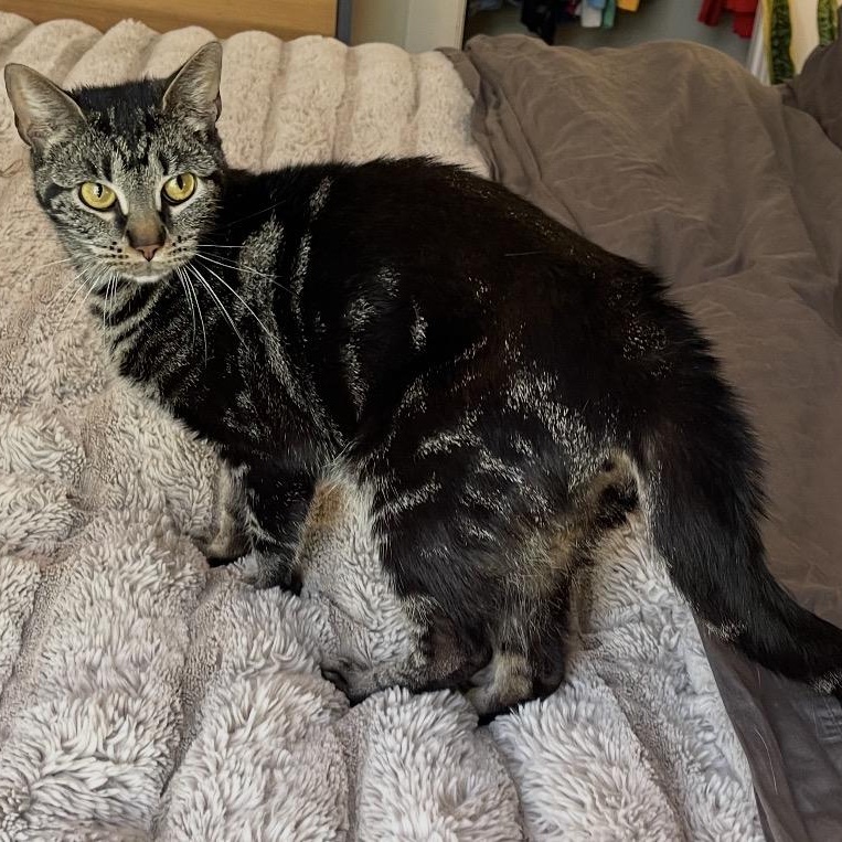 Daffodil, a Adoptable Domestic Short Hair in Scranton, PA image 5/6