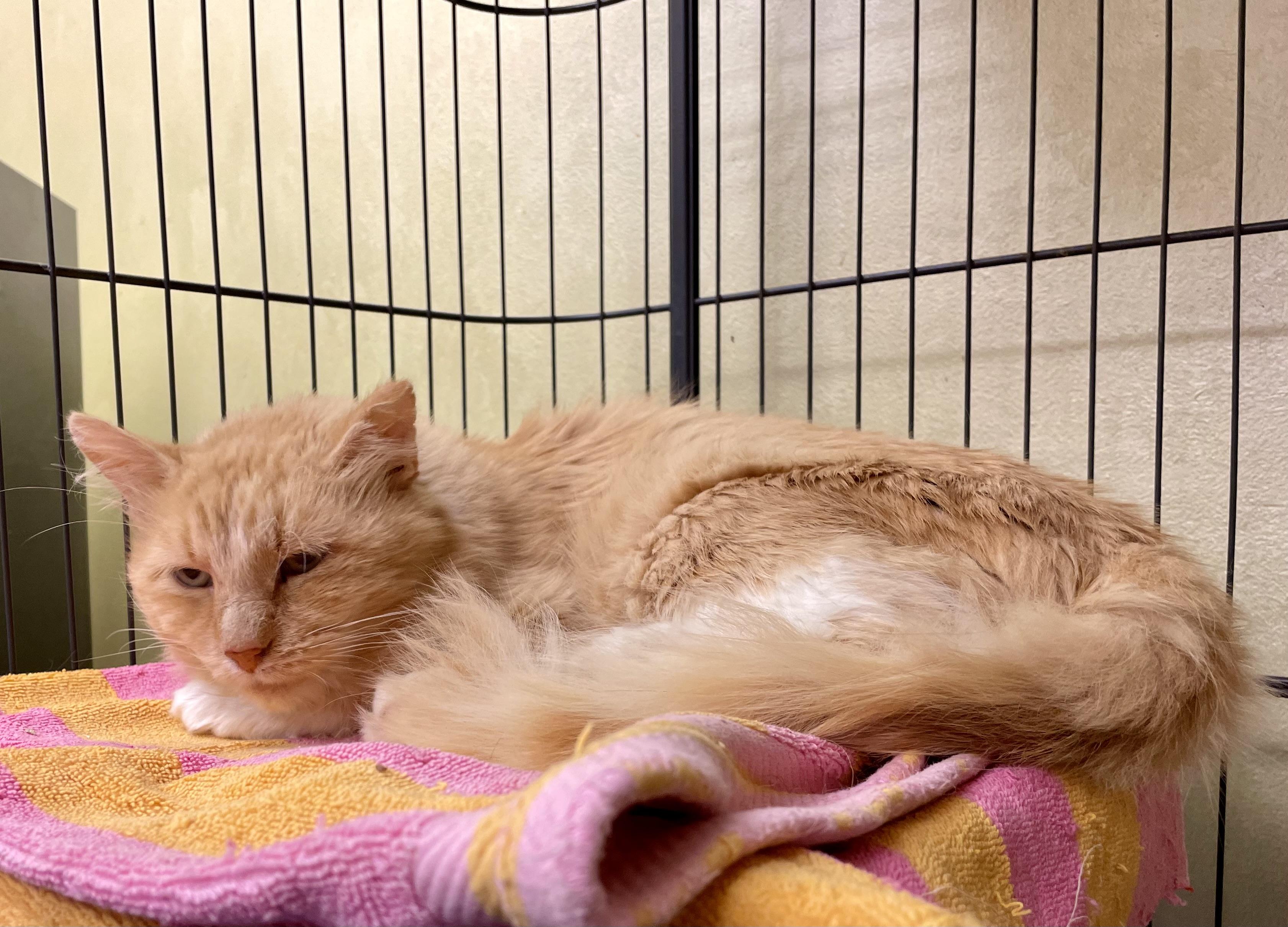 Enlarge Filafel, a ADOPTABLE Domestic Medium Hair in Barrington Hills, IL image 2/3