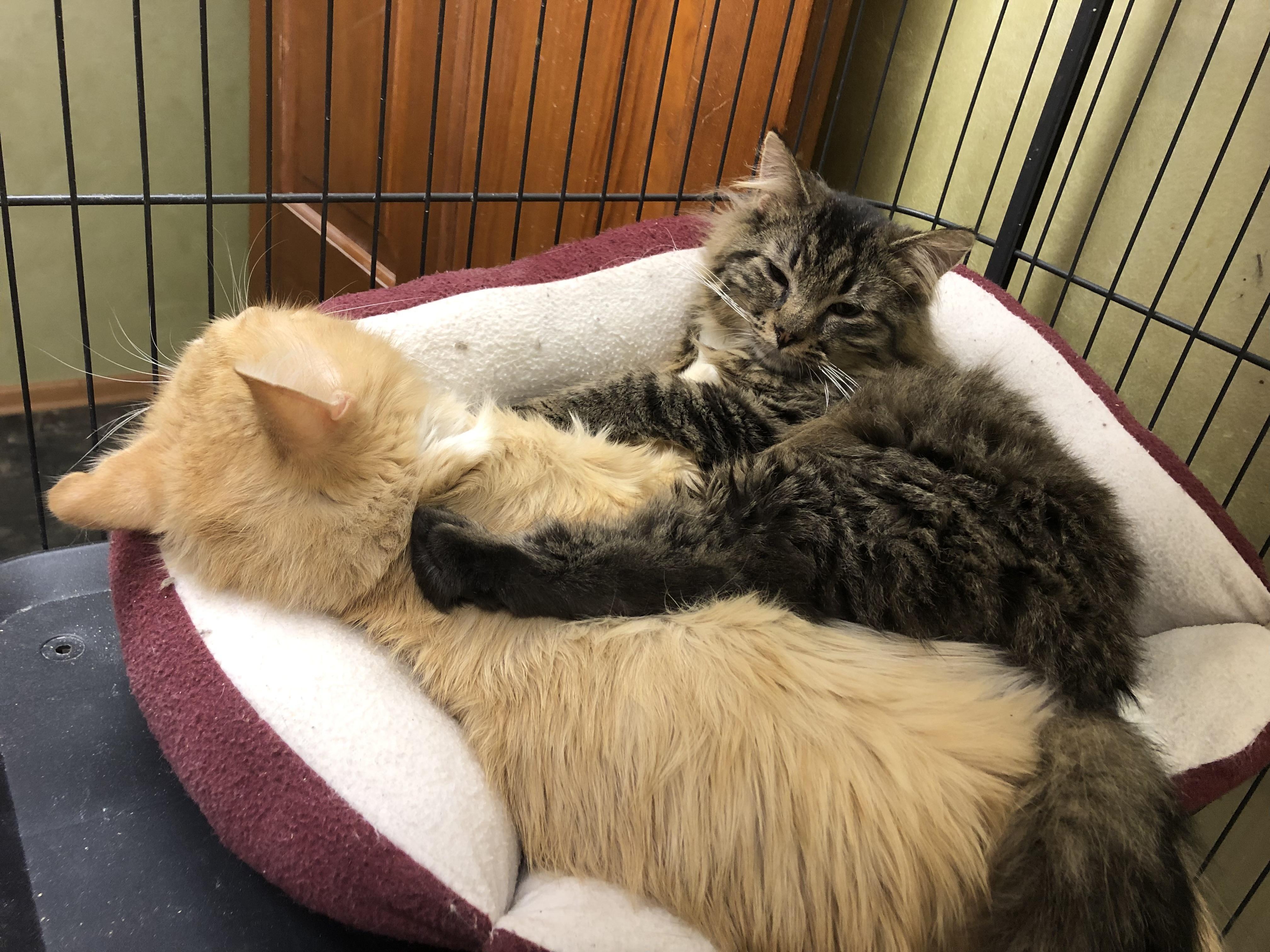 Enlarge Filafel, a ADOPTABLE Domestic Medium Hair in Barrington Hills, IL image 3/3