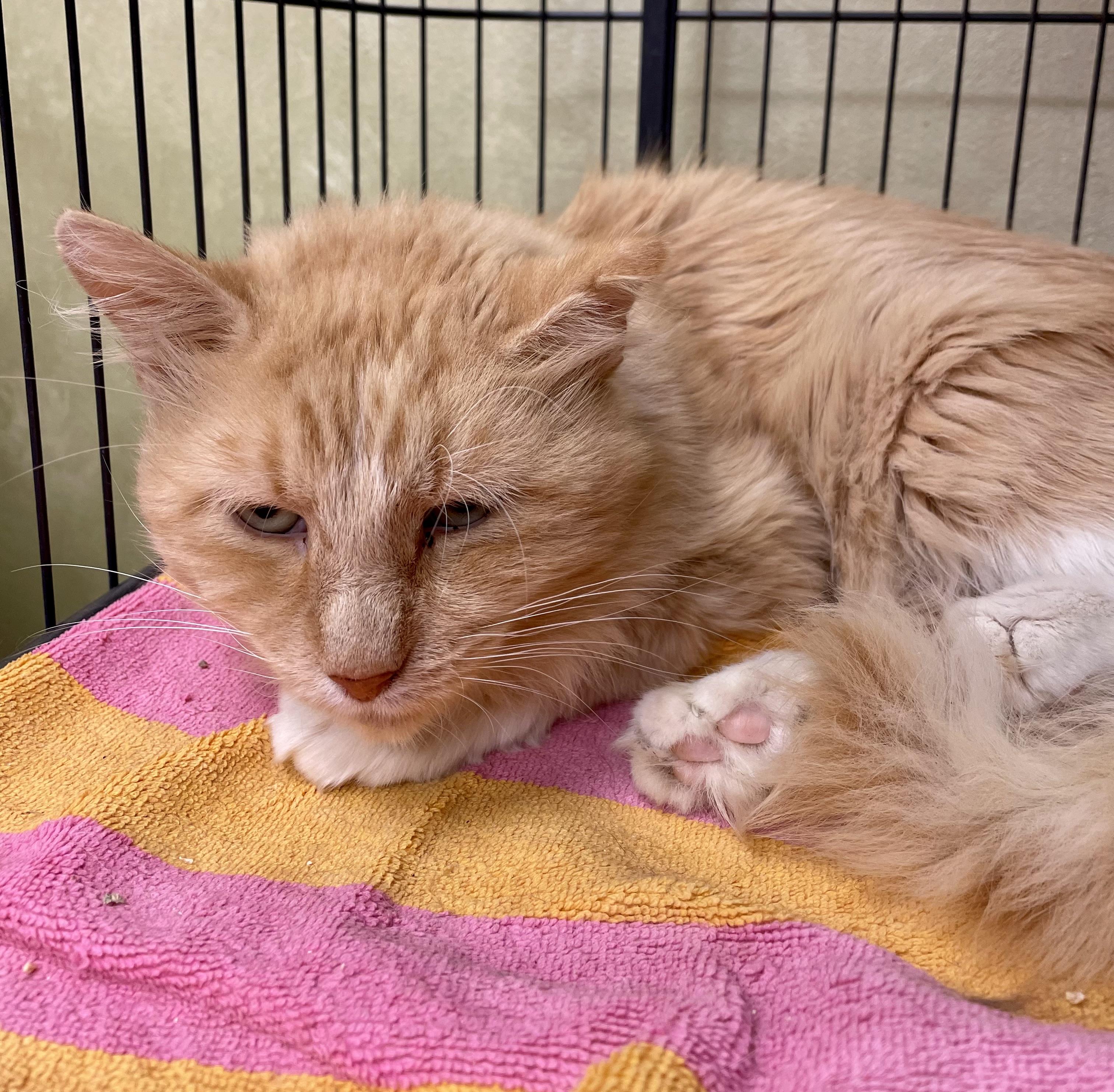 Enlarge Filafel, a ADOPTABLE Domestic Medium Hair in Barrington Hills, IL image 1/3