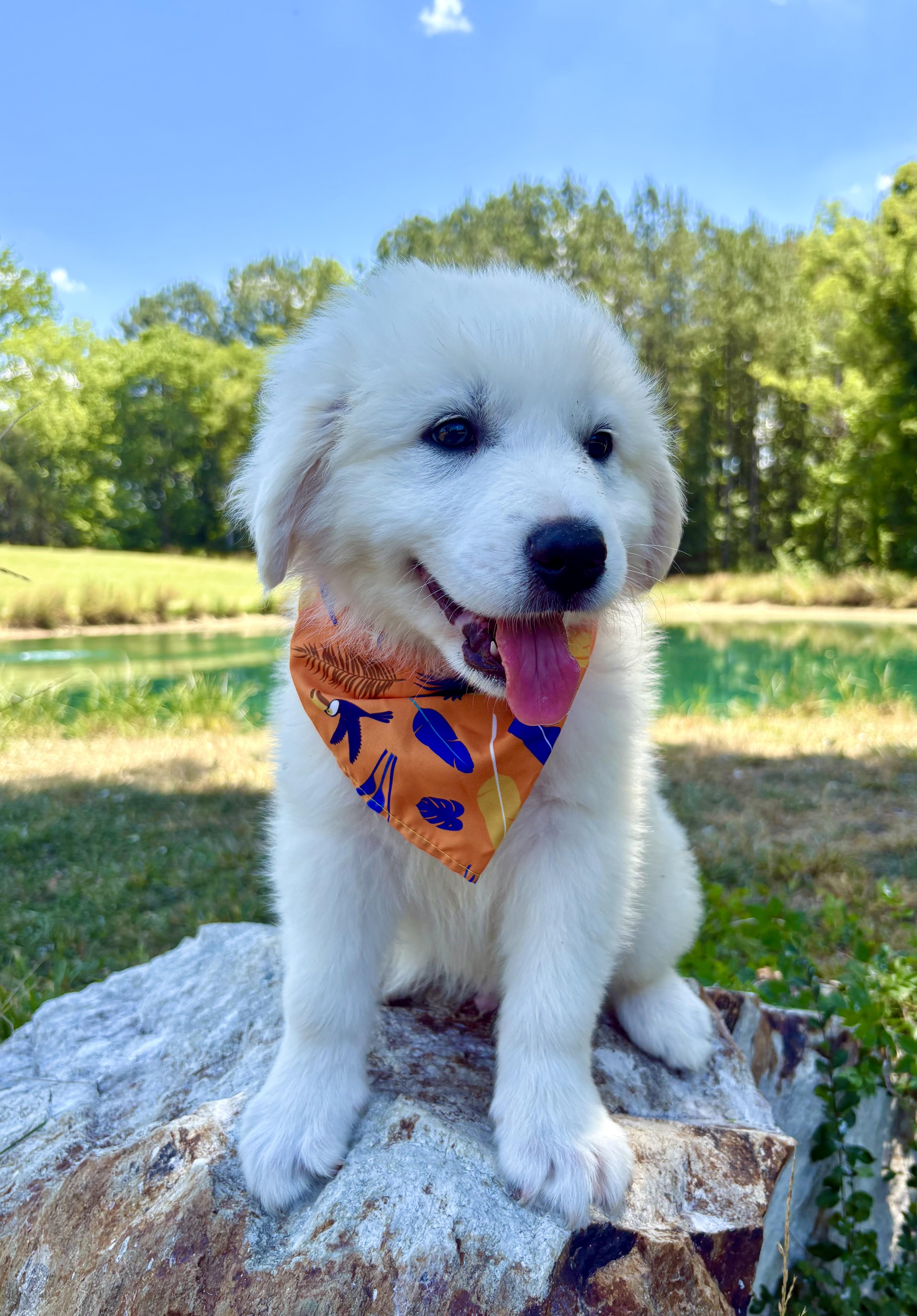 Fluffernutter, an adopted Great Pyrenees in Pittsboro, NC image 3/5