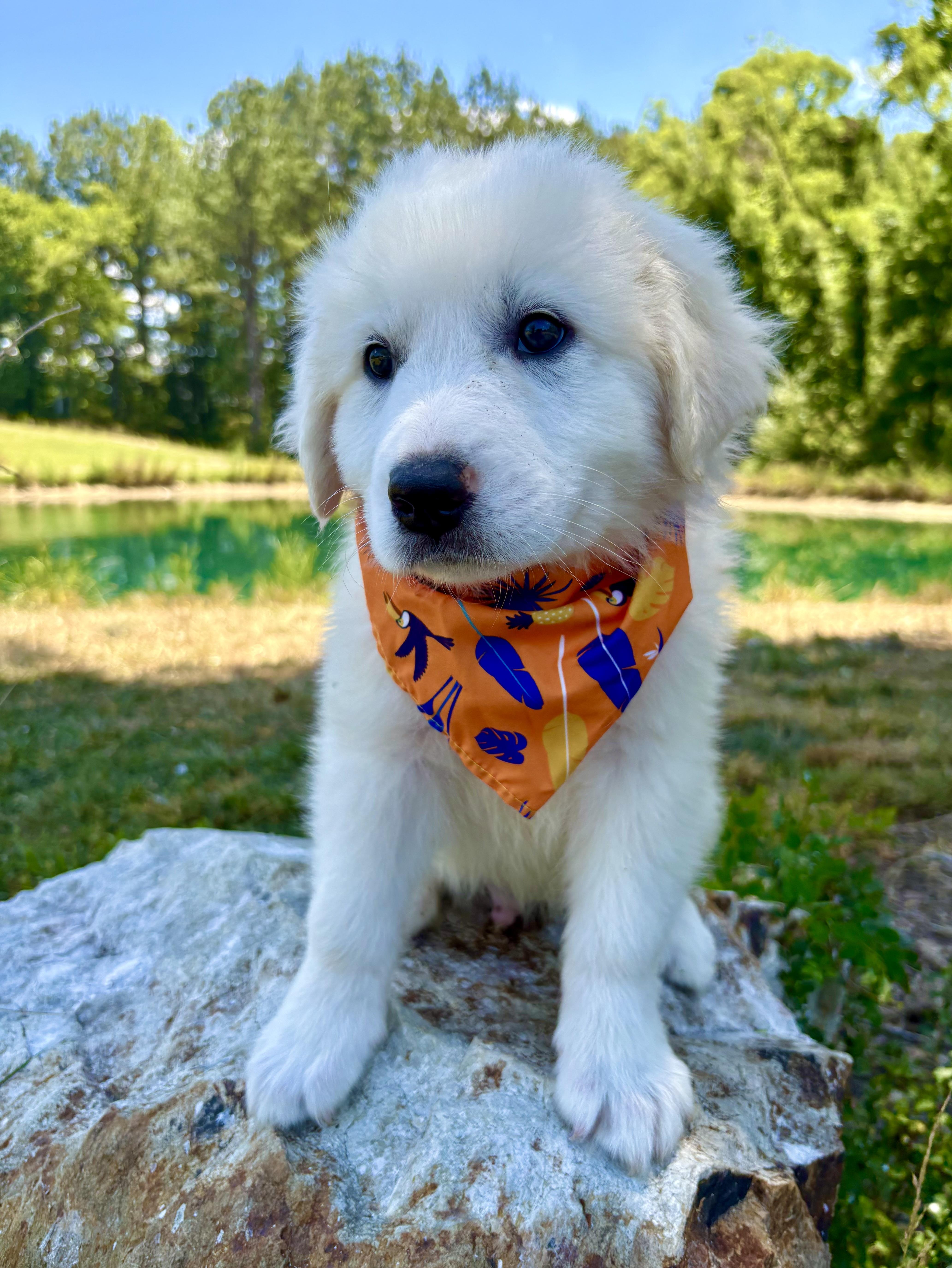 Fluffernutter, an adopted Great Pyrenees in Pittsboro, NC image 2/5