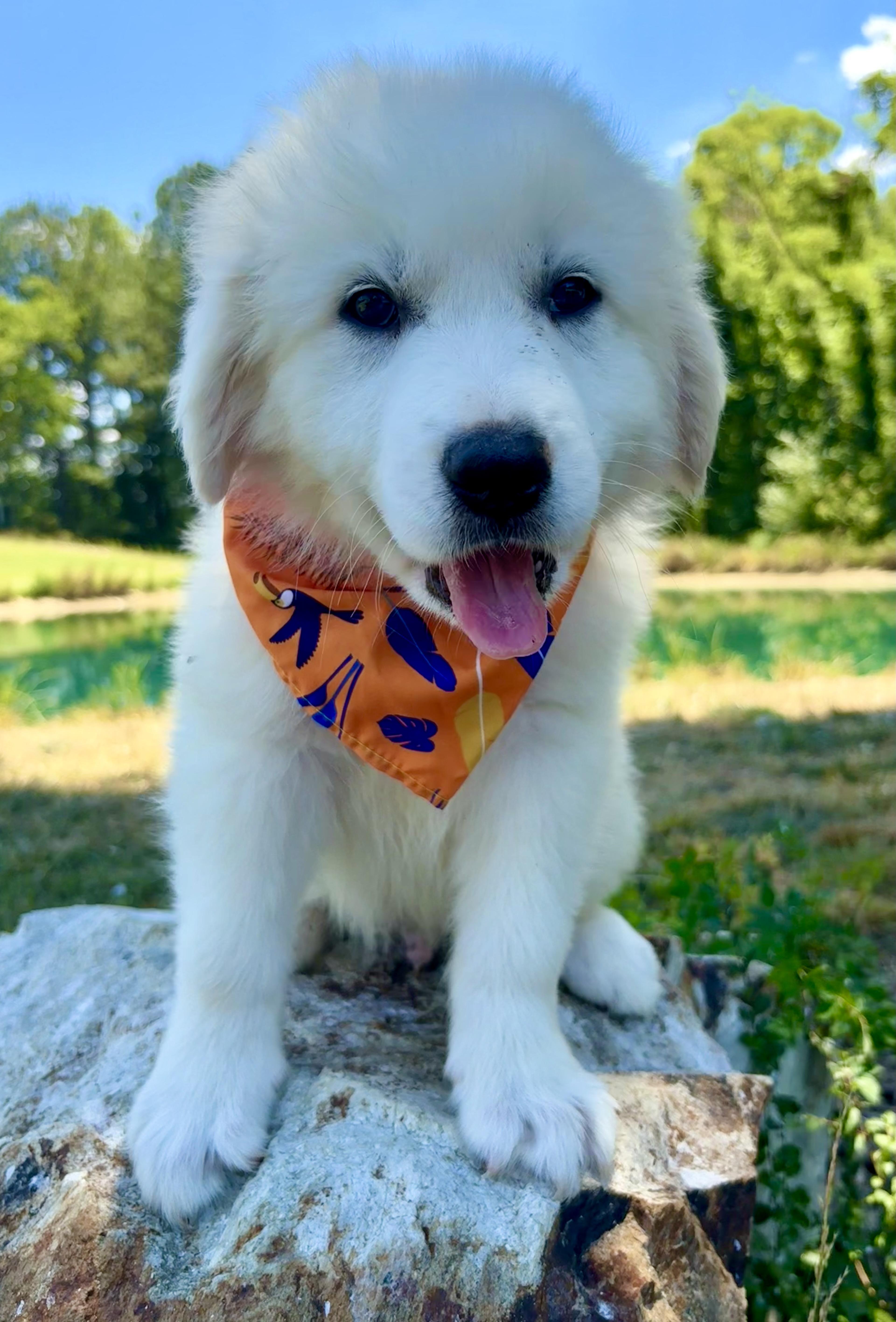 Fluffernutter, an adopted Great Pyrenees in Pittsboro, NC image 4/5